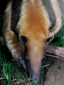 Southern tamandua - Wikipedia