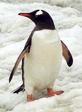 Gentoo-penguin