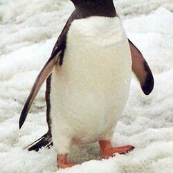 Category:Antarctic Animals | NatureRules1 Wiki | Fandom