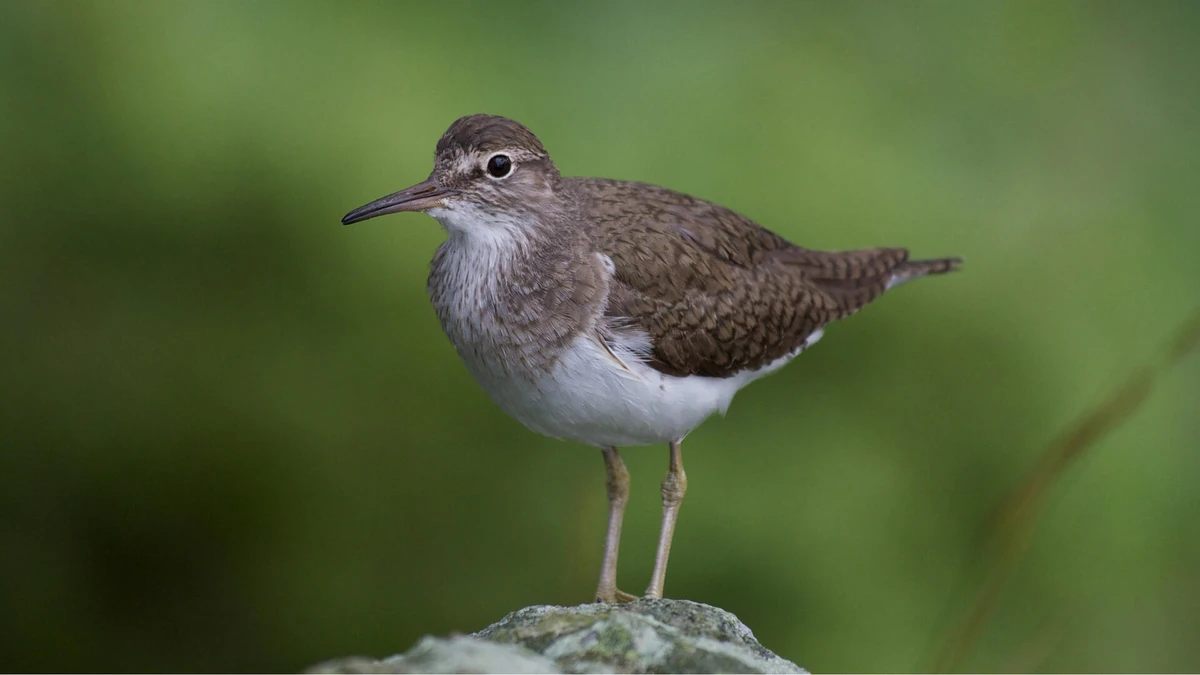 C*w様 ARIA ”THE SANDPIPER”SP-100CE Natura C*w様 ARIA ”THE SANDPIPER”SP-100CE Natura C*w様 ARIA ”THE