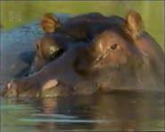 Namibia's Wild Waters (1987)