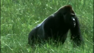 Wild Africa (2001)