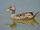 Yellow-billed Pintail