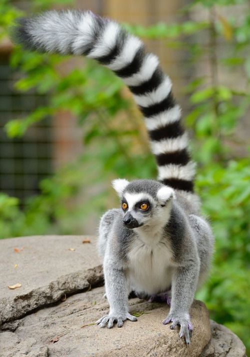 Ring-tailed Lemur at Adelaide Zoo - Meet our leaping lemurs
