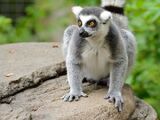 Ring-tailed Lemur