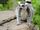 Ring-tailed Lemur