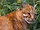 Asian Golden Cat
