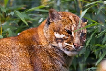 Asian golden cat - Wikipedia