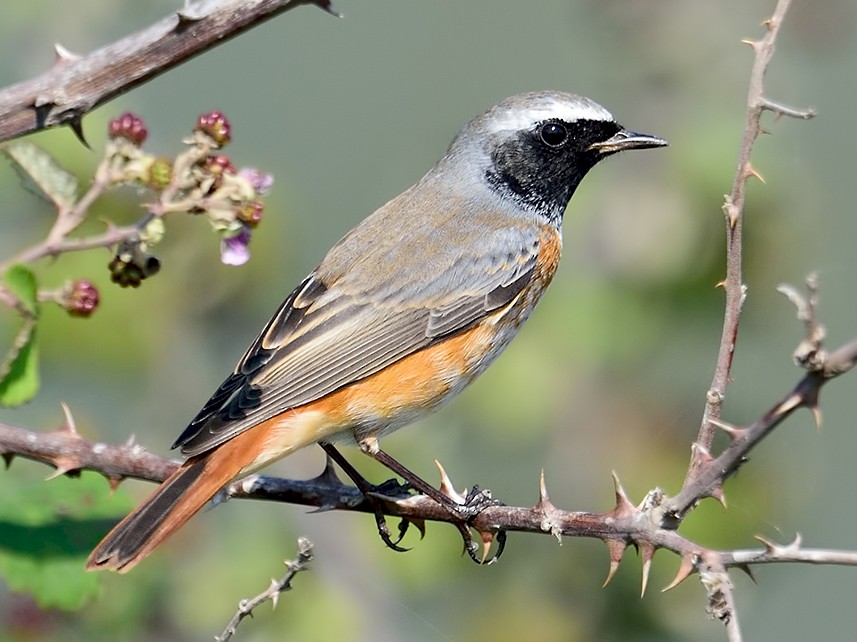 Guide of the Wild – Redstart Interactive