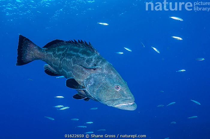 Black Grouper | NatureRules1 Wiki | Fandom
