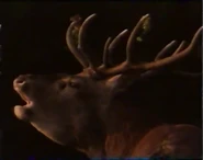 Chateau Safari (1993)