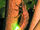 Common Glowworm