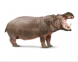 Hippopotamus-gorgops1-738x591