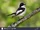 European Pied Flycatcher