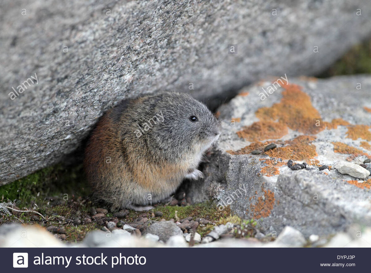 Brown lemming, rodent