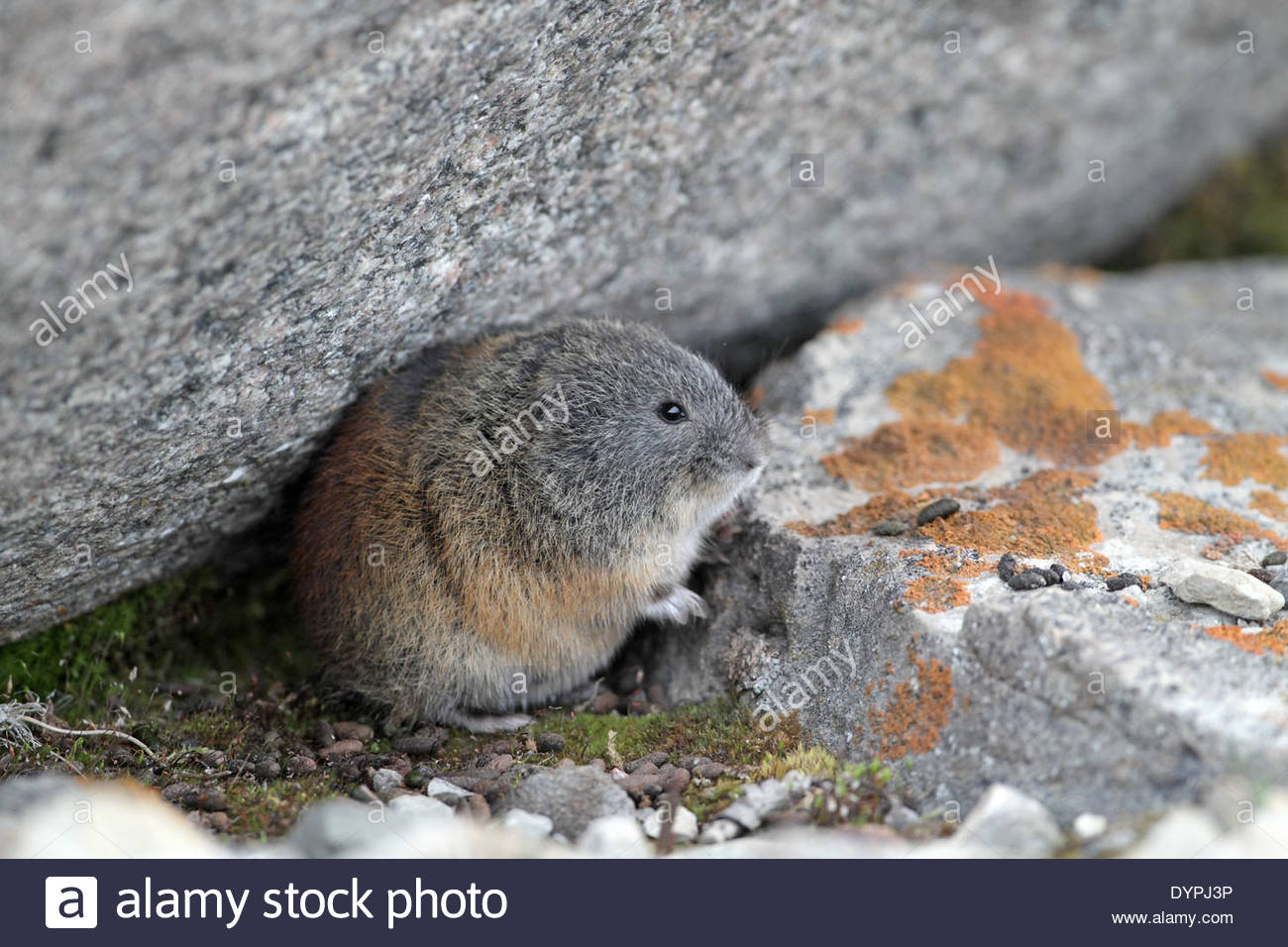 Brown Lemming