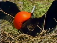 The Galapagos (1986)