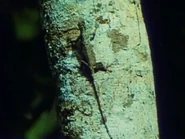 The Living Planet (1984)