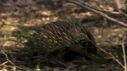 Wild Australia (2014)