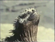 Wildlife on One (1977-2005)