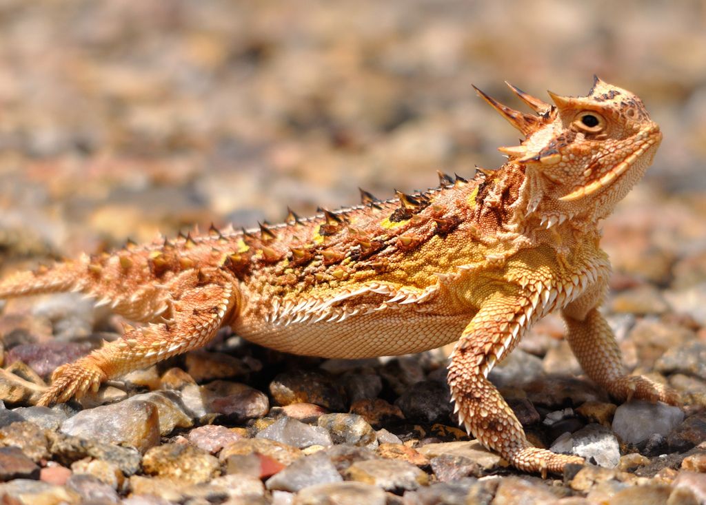 desert horned lizard predators