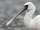 Black-faced Spoonbill