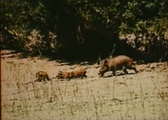 From Blossom Time to Autumn Frost (1953)