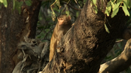 Nature's Perfect Partners (2016)