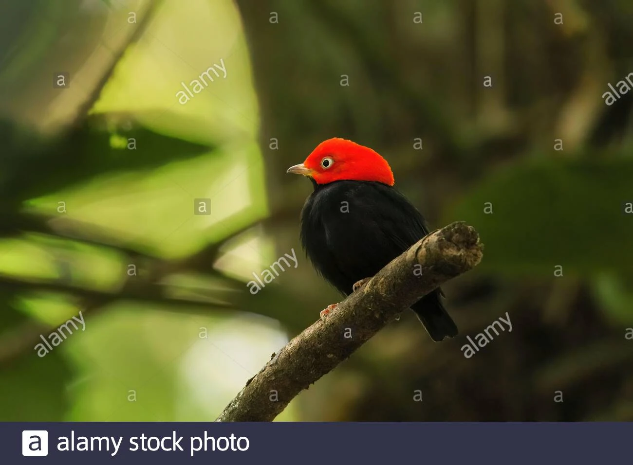 sponsoreret Rundt og rundt Behandle Red-headed Manakin | NatureRules1 Wiki | Fandom