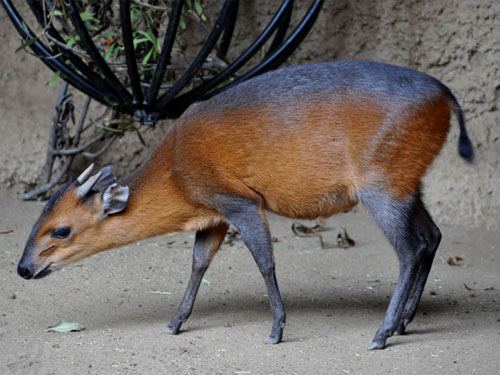 Red-flanked duiker (Cephalophus rufilatus) - Quick facts