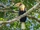 Blyth's Hornbill