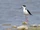 Black-necked Stilt