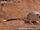 Banner-tailed Kangaroo Rat