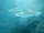 Haikouichthys