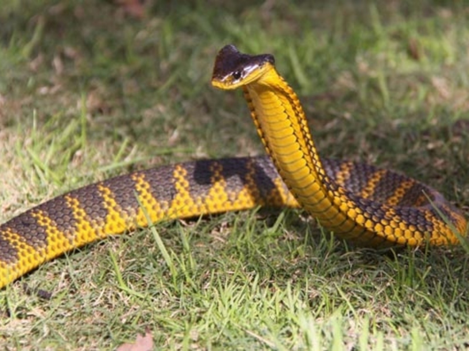 tiger snake