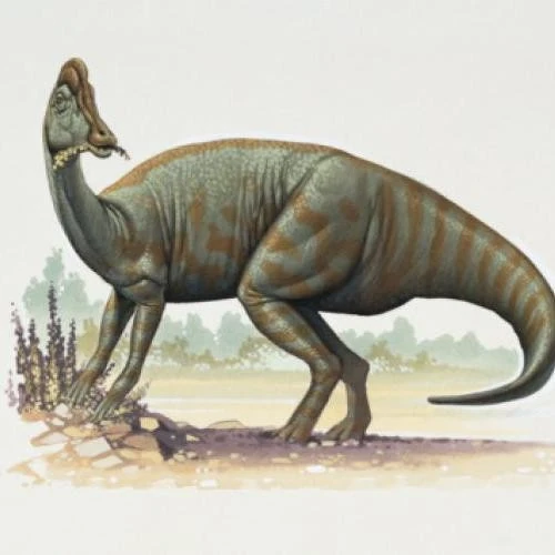 Jaxartosaurus | NatureRules1 Wiki | Fandom