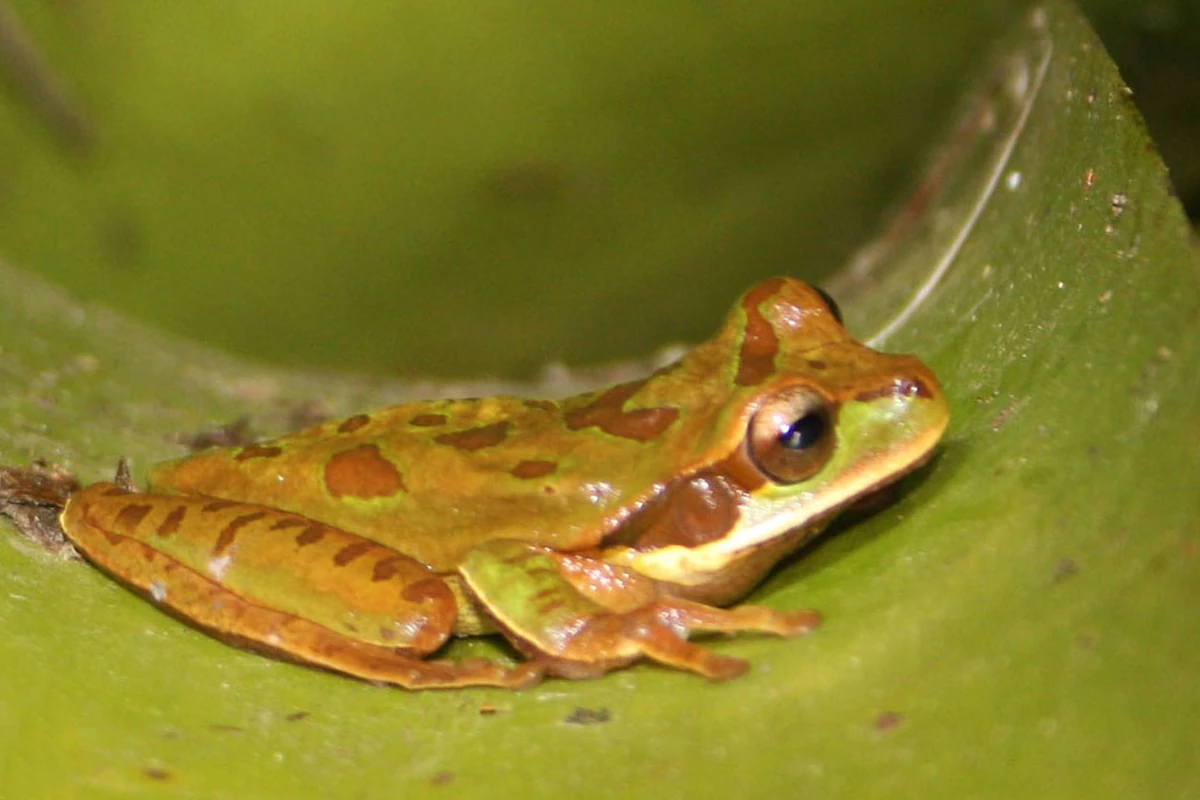 New Granada Cross-banded Tree Frog | NatureRules1 Wiki | Fandom