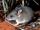 Little Native Mouse
