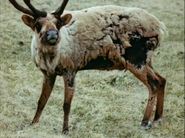 Seal Island (1948)