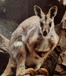 Black-flanked Rock Wallaby, NatureRules1 Wiki