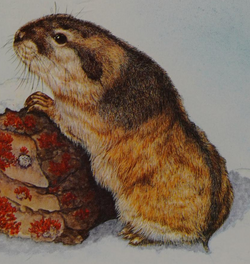 Norway Lemming, Wild Kratts Wiki