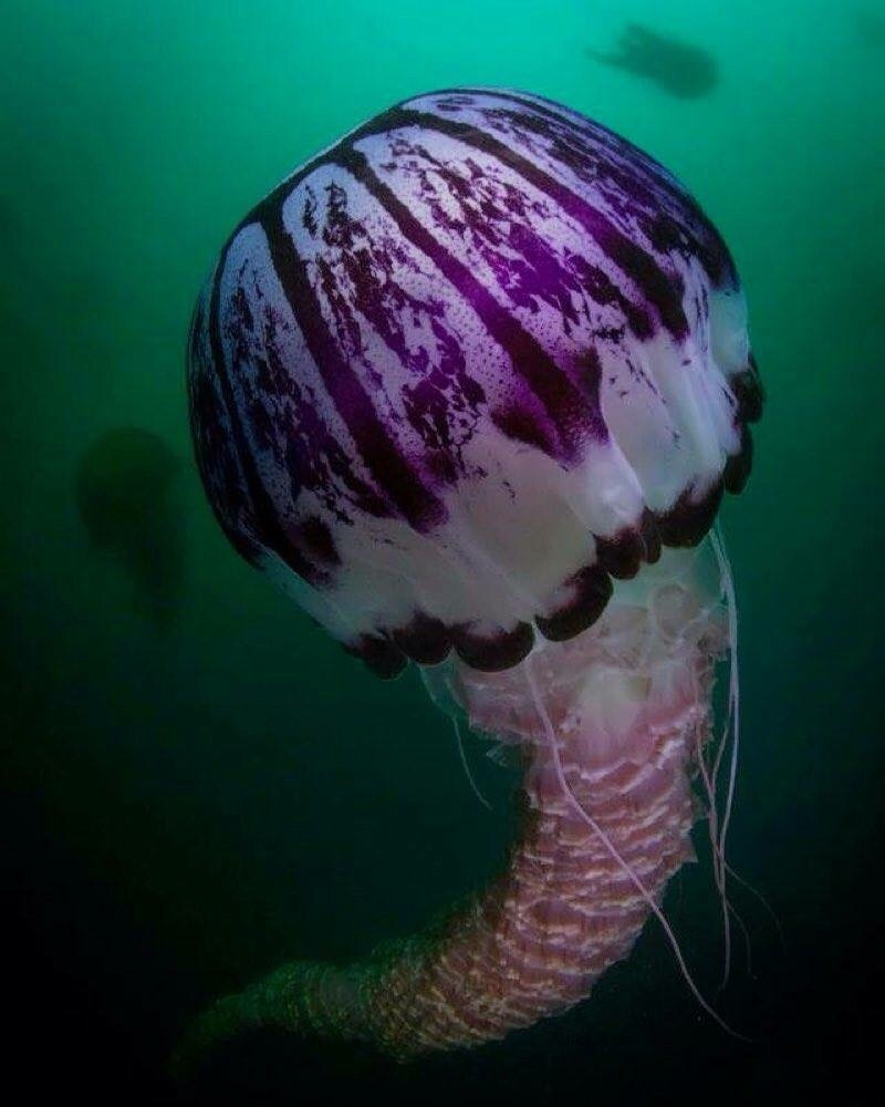 h*i様 iroca ミズクラゲ jellyfish rainbow リバーシブ h*i様 iroca ミズクラゲ jellyfish rainbow リバーシブ Rainbow