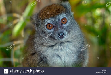 Hairy-eared Dwarf Lemur | NatureRules1 Wiki | Fandom