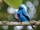 Turquoise Cotinga