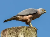 Fiji Goshawk