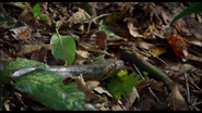 Amazonia (2013)