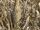 American Bittern