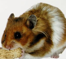Syrian hamster - Simple English Wikipedia, the free encyclopedia