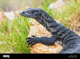 Close-up-of-a-rosenbergs-monitor-varanus-rosenbergi-perched-on-a-rock-manypeaks-western-australia-wa-australia-2J01JGJ