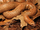 Indian Desert Sand Boa